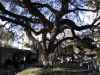 Tree at the Fort Alamo, San Antonio,TX 1024x768 Pixels